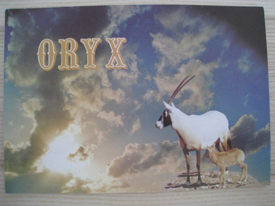 Oryx Arabian antilooppi - esite Qatar