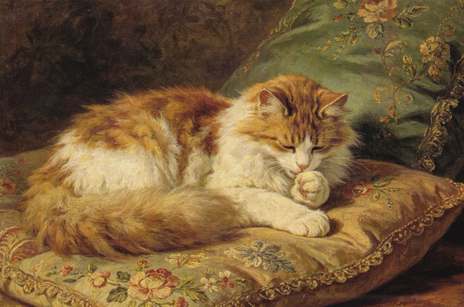 Kissa kortti