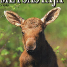 METSÄSTÄJÄ n:o 3 1995 Ampumista kannattaa harjoitella. - pikkukuva 1