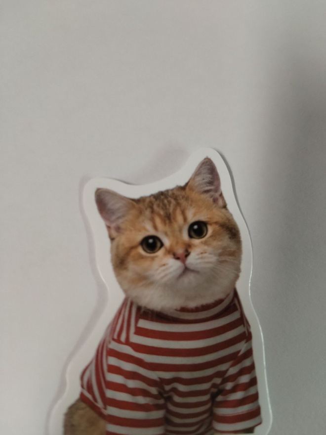Kissa tarra.