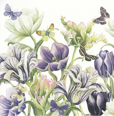 J. Brinkman-Salentijn: Violetit tulppaanit (taittokortti)