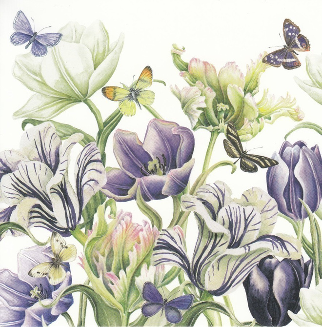 J. Brinkman-Salentijn: Violetit tulppaanit (taittokortti)