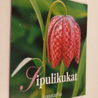 Paula Ritanen-Närhi : Sipulikukat - pikkukuva 1