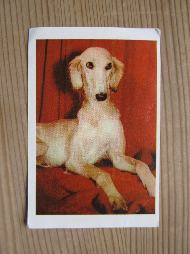 IPNOS.....Rotukoirasarja, kuva 80/75. Saluki.