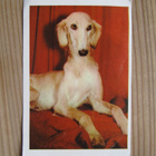 IPNOS.....Rotukoirasarja, kuva 80/75. Saluki. - pikkukuva 1