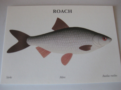 Roach, särki