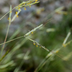 Välimerenpartaheinä (Hyparrhenia hirta), siemeniä 50 kpl - pikkukuva 2