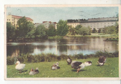 Tampere sorsapuisto 2