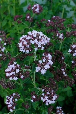 Mäkimeirami (Origanum vulgare), siemeniä 100 kpl