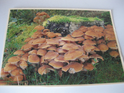 Mesisieni, kulkematon