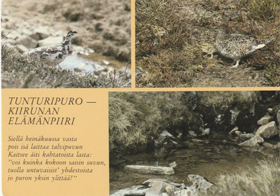 Postikortti, LINNUT, KIIRUNA, lue