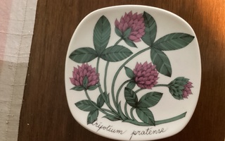 Seinälautanen Puna-apila Esteri Tomula