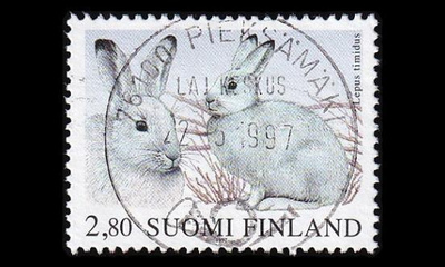 1375 o Metsäjänis Pieksamäki 22.5.97 (1997)