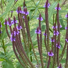 Tähkäverbena (Verbena hastata), siemeniä 100 kpl - pikkukuva 2