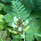 Pulleakurjenherne (Astragalus cicer), siemeniä 50 kpl - pikkukuva 2