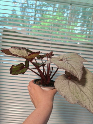 Begonia