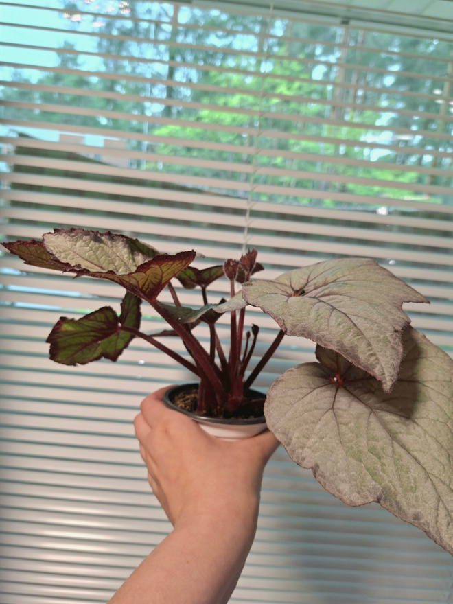 Begonia