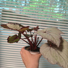 Begonia - pikkukuva 1