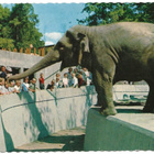 Stockholm Skansen Fatima (1977) - pikkukuva 1