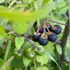 Mustakoiso (Solanum nigrum), siemeniä 50 kpl - pikkukuva 3