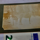 VANHA CDV Valokuva Hevonen TODELLA Erikoinen Reki 1900-l - pikkukuva 1