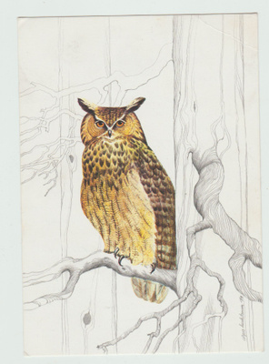 Urpo Huhtanen: HUUHKJA (Bubo bubo ) (R)