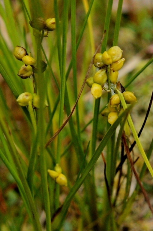 Leväkkö (Scheuchzeria palustris), siemeniä 50 kpl