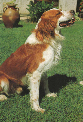 WALESIN SPRINGERSPANIEL POSTIKORTTI