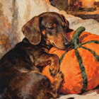 Halloween mäyräkoira ja kurpitsatyyny - pikkukuva 1
