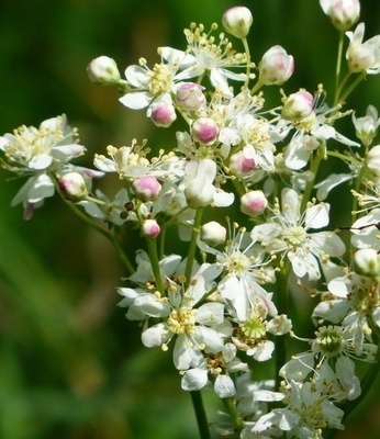 Sikoangervo (Filipendula vulgaris), siemeniä 50 kpl