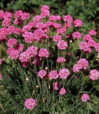 Rusolaukkaneilikka (Armeria maritima), siemeniä 50 kpl