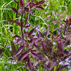 Pensaskärhö ’Purpurea’ , siemeniä 40 kpl - pikkukuva 2