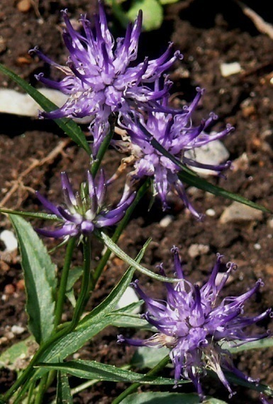 Sarvitähkämunkki (Phyteuma scheuchzeri), siemeniä 100 kpl