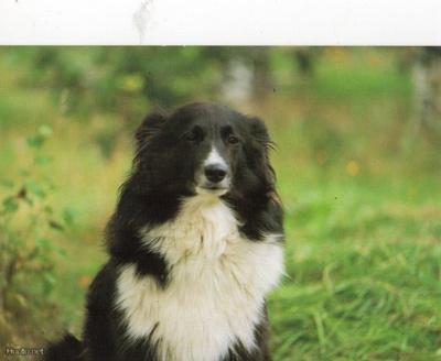 Postikortti. Koira
