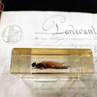 Natura Obscura – Entomologinen näyte no. 338 - pikkukuva 2