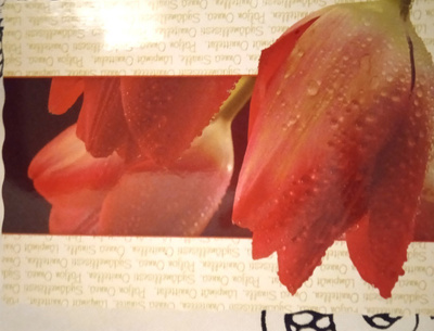no 1 - tulppaani