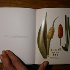 Carl Friedrich Philipp von Martius - The book of palms - pikkukuva 4