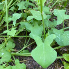 Kilpisuolaheinä (Rumex scutatus), siemeniä 50 kpl - pikkukuva 1
