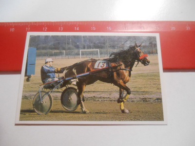 K 15 Jenkki Ravi ja ratsastus # 43