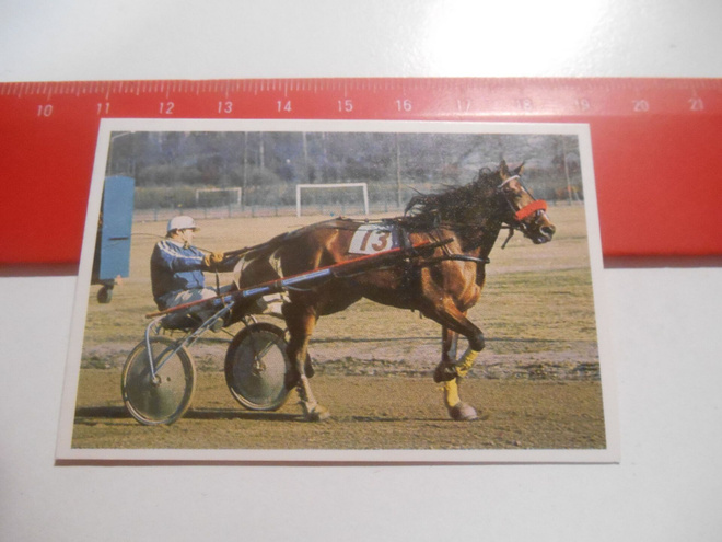 K 15 Jenkki Ravi ja ratsastus # 43