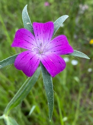 Aurankukka (Agrostemma githago), siemeniä 50 kpl