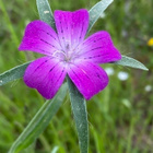 Aurankukka (Agrostemma githago), siemeniä 50 kpl - pikkukuva 1