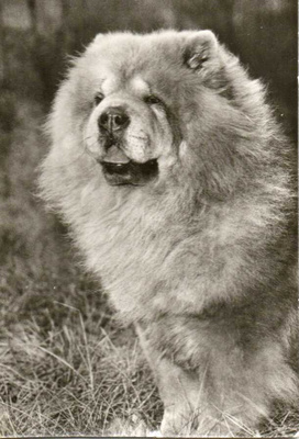 CHOW - CHOW POSTIKORTTI