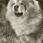 CHOW - CHOW POSTIKORTTI - pikkukuva 1