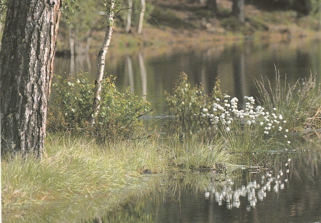 POSTIKORTTI  UTSJOKI, tupasvillaa