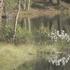 POSTIKORTTI  UTSJOKI, tupasvillaa - pikkukuva 1