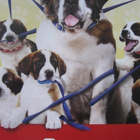 BEETHOVEN´S COMPLETE DOG-GONE COLLECTION - pikkukuva 5