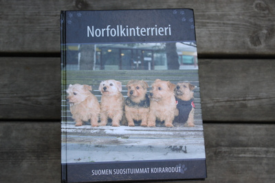 Norfolkinterrieri Suomen suosituimmat koirarodut D2