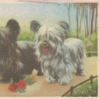 Postikortti, Koirat, vanha v 1957 - pikkukuva 1