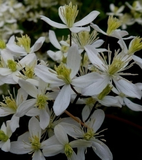 Pensaskärhö (Clematis recta), siemeniä 50 kpl